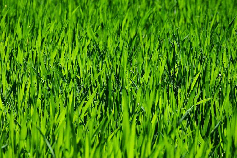 Lawn Maintenance image
