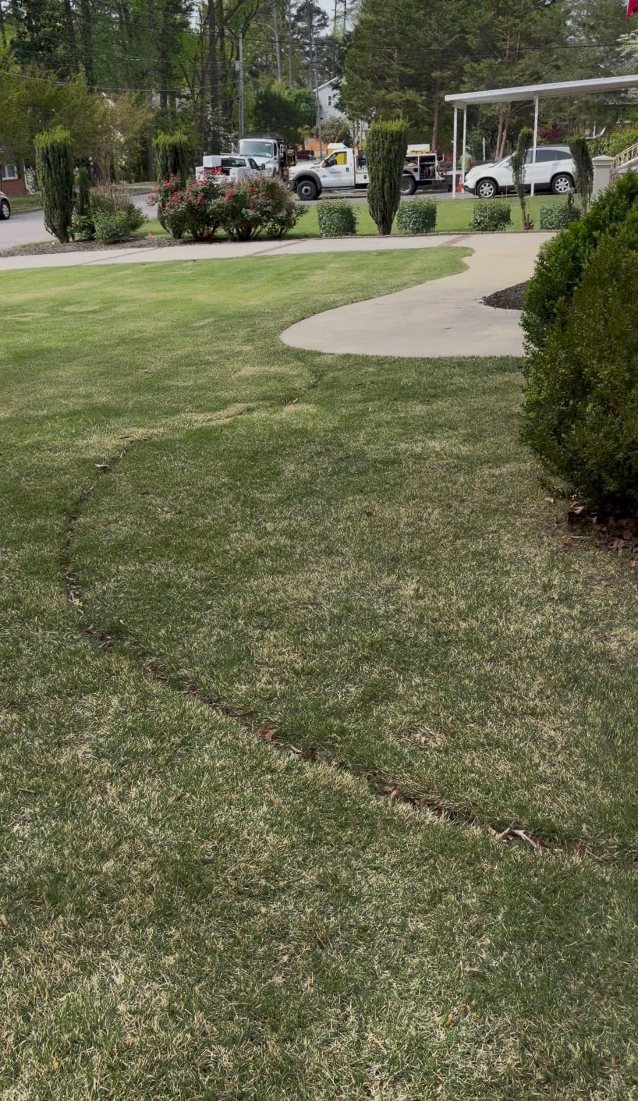 Lawn with curved edging, neatly trimmed grass, and shrubs along a driveway.