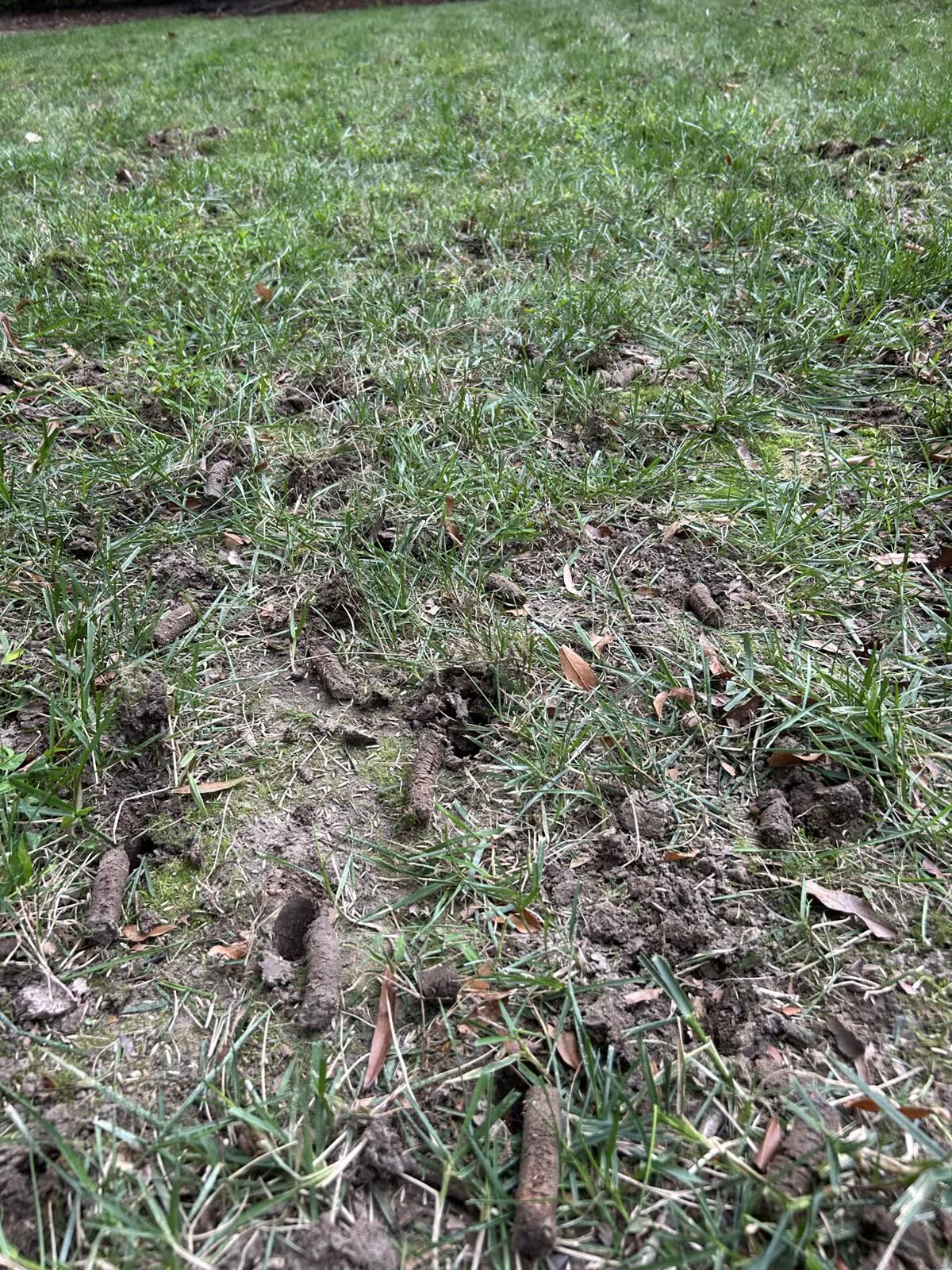 Fresh soil cores visible after lawn aeration by Envision Landscaping