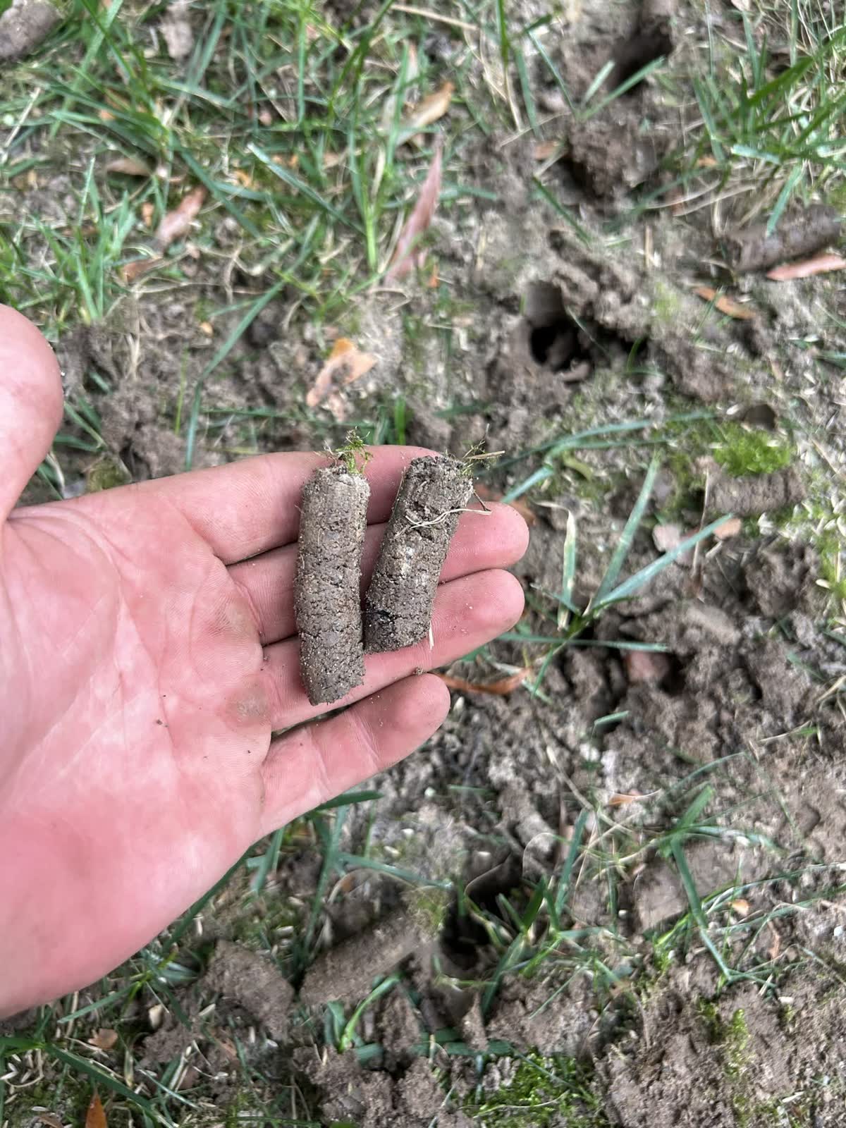 Close view of soil plugs removed during aeration by Envision Landscaping