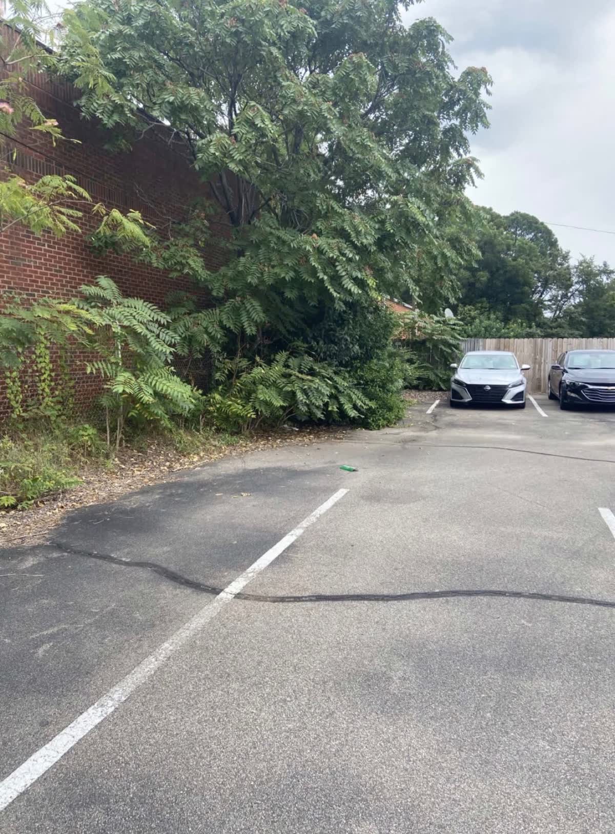 Overgrown vegetation beside a commercial parking area before clearing