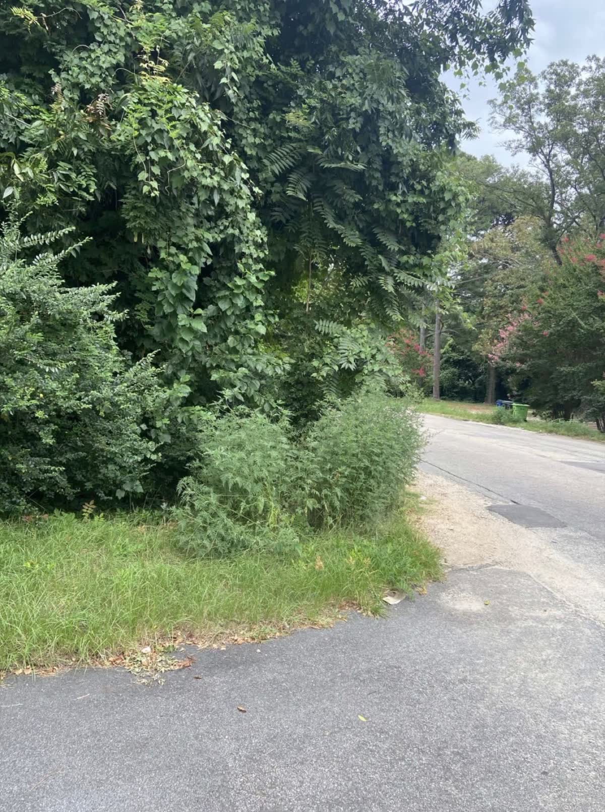 Overgrown commercial property edge before clearing