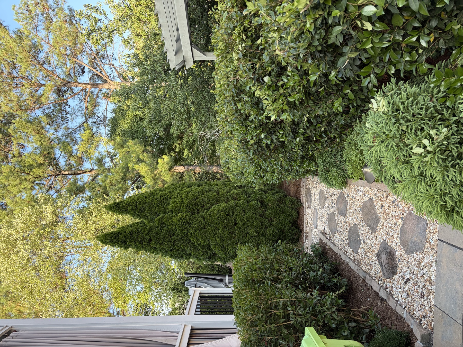 Finished evergreen and hedge trimming after landscape maintenance