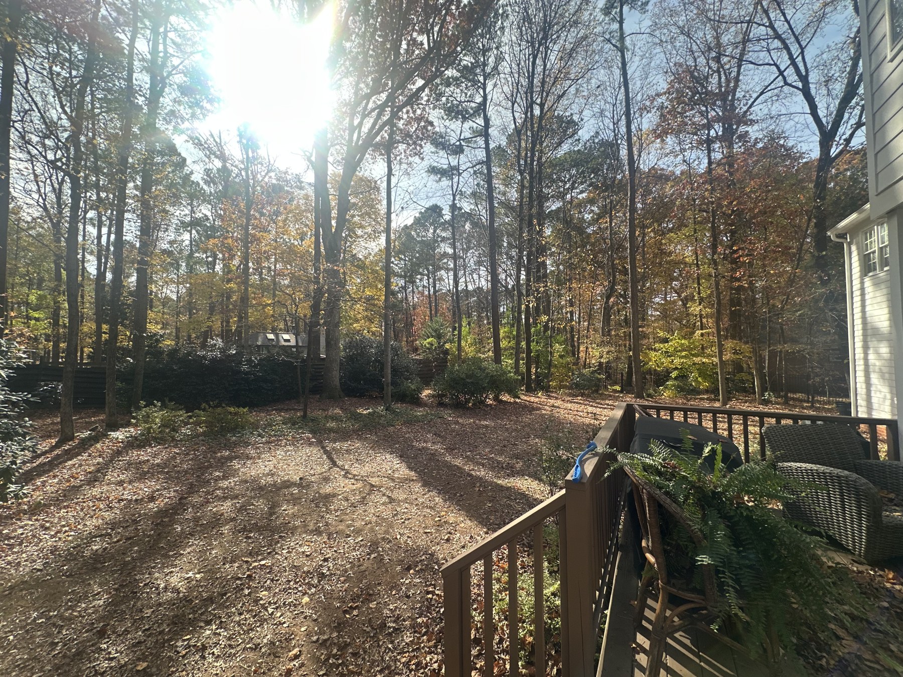 Wooded backyard after leaf removal by Envision