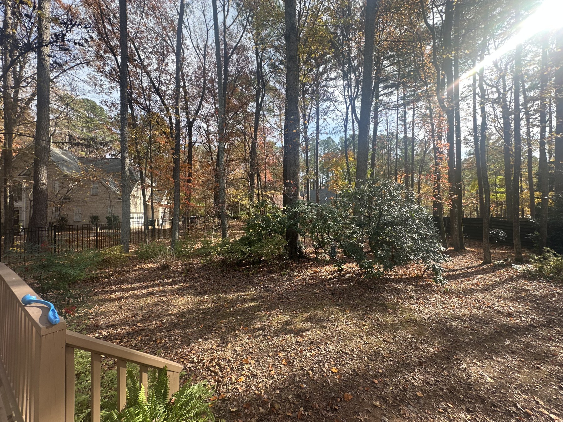 Wooded backyard before leaf removal