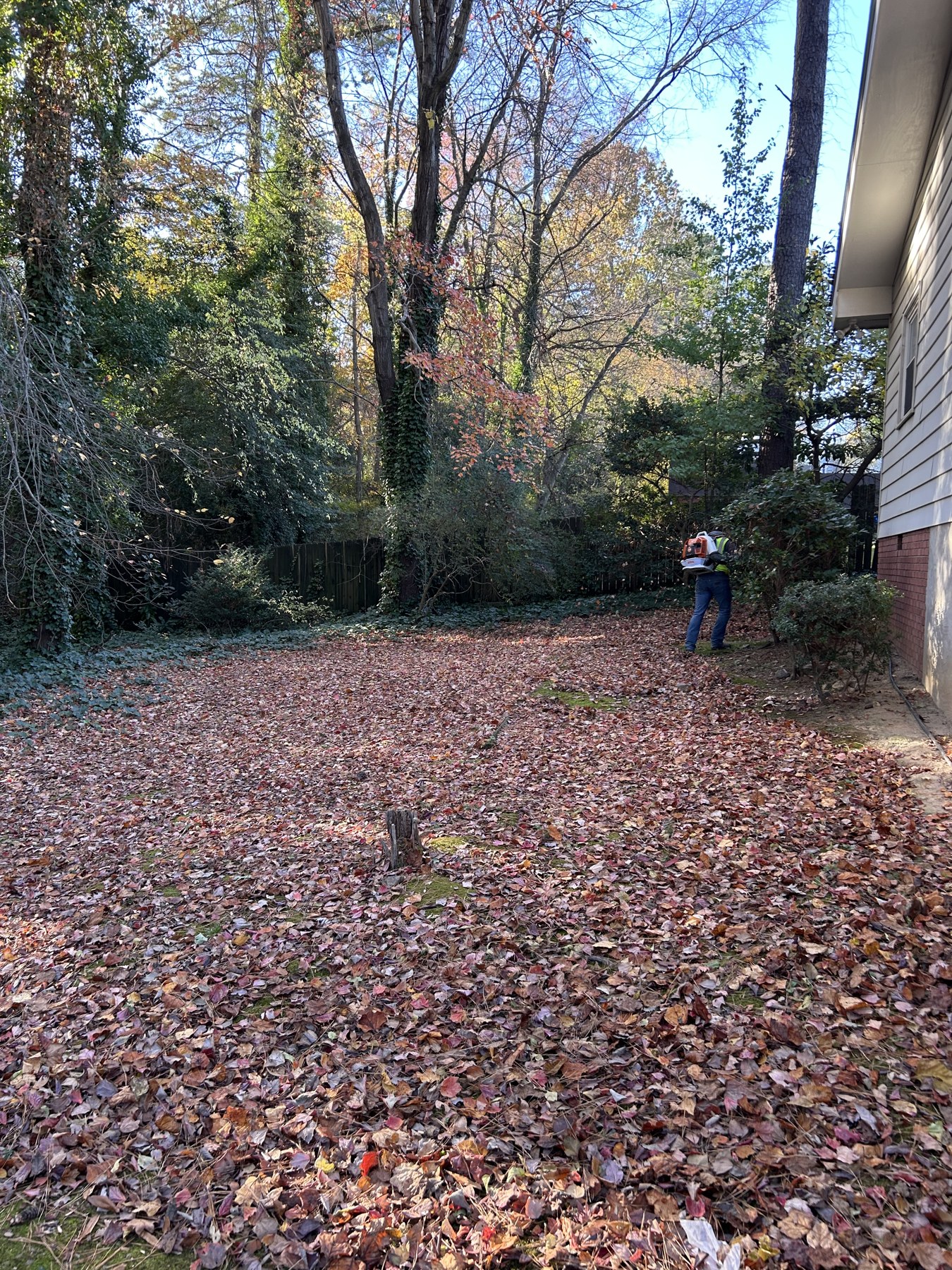 Backyard leaf cleanup before leaf removal