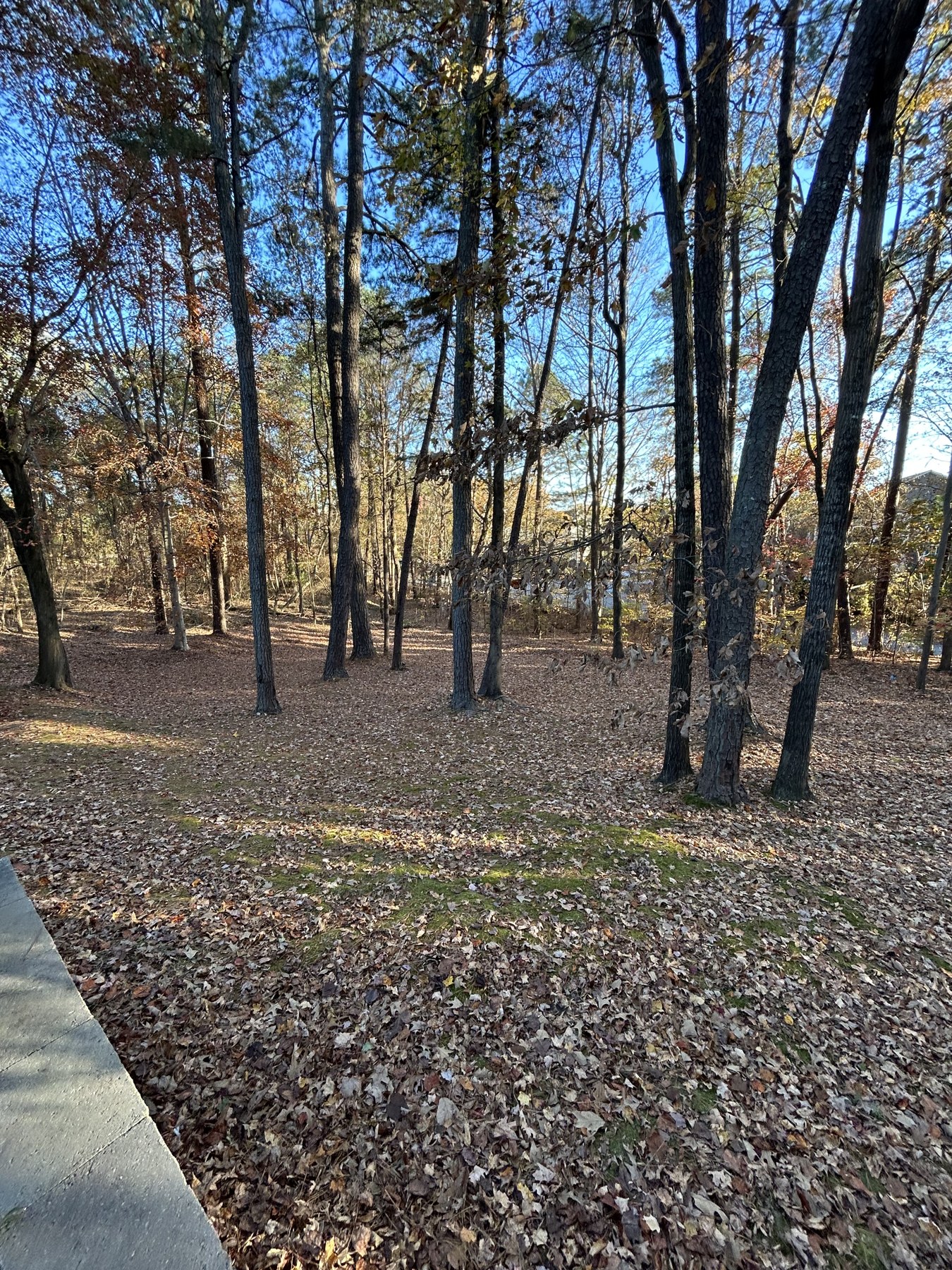 Lawn and walkway cleanup before leaf removal