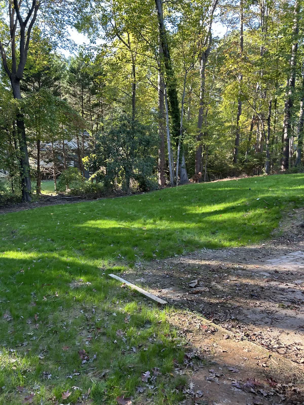 Lawn result after aeration and overseeding by Envision Landscaping