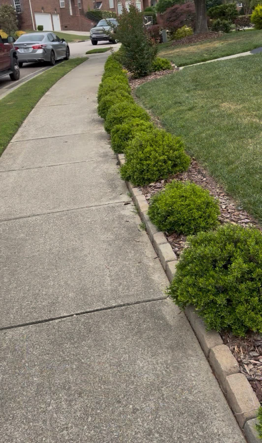 Residential walkway landscaping before maintenance